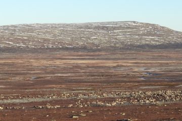 Rendalsren i Misterfløyet